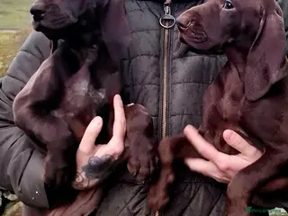 German Shorthaired Pointer dogs GSP puppies available to reserve - Advert 1