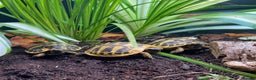Tortoise reptiles for sale: Hermanns Tortoise Hatchling - Testudo Hermanni - Advert 3