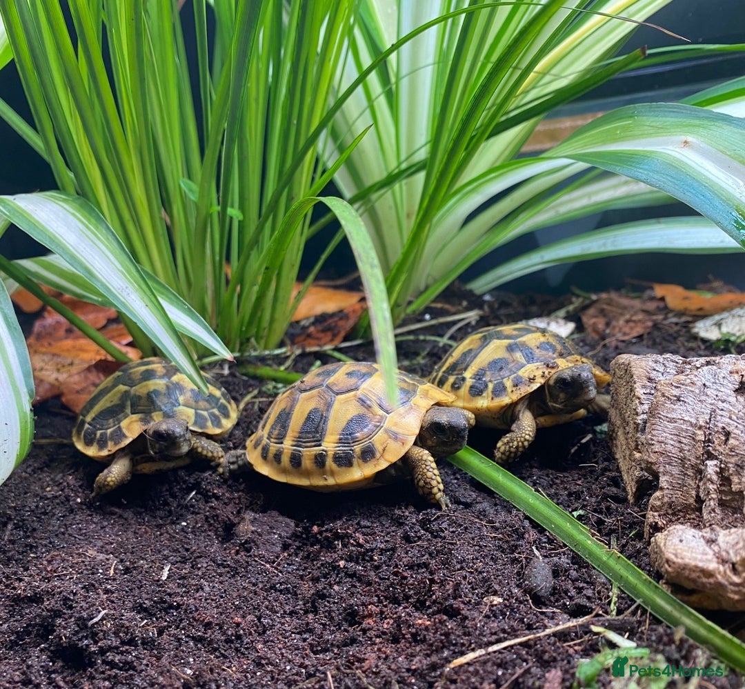 Tortoise reptiles for sale: Hermanns Tortoise Hatchling - Testudo Hermanni - Advert 3