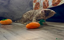 Bengal cats for sale: Stunning TICA 5 Generation Pedigree Kittens - Image 4