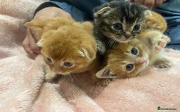 Scottish Fold cats for sale: Scottish fold/straight kittens  - Image 31