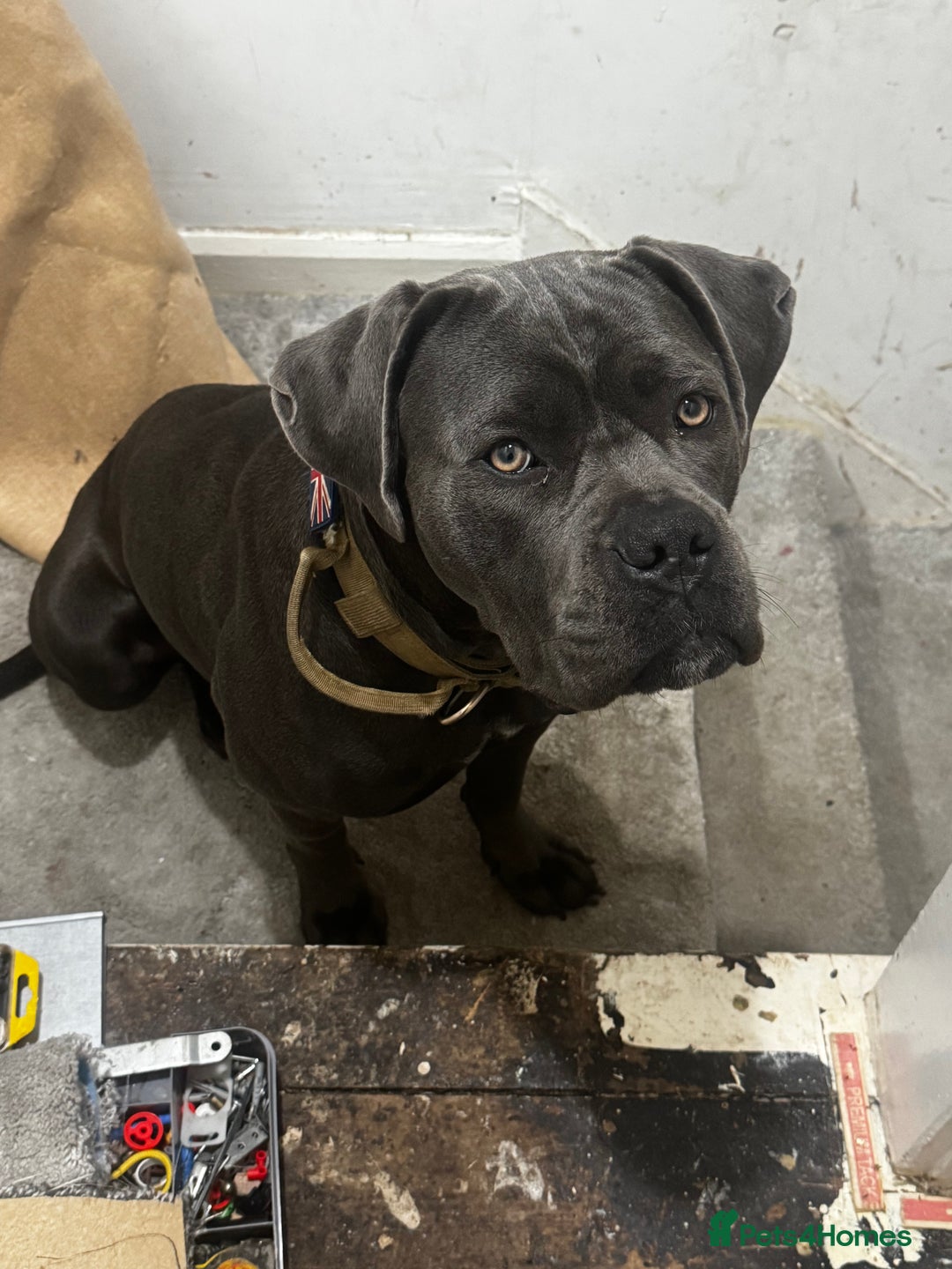 Cane Corso dogs for sale: Beautiful rare cane corso with white legs  - Advert 1