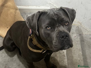 Cane Corso dogs Beautiful rare cane corso with white legs - Advert 1