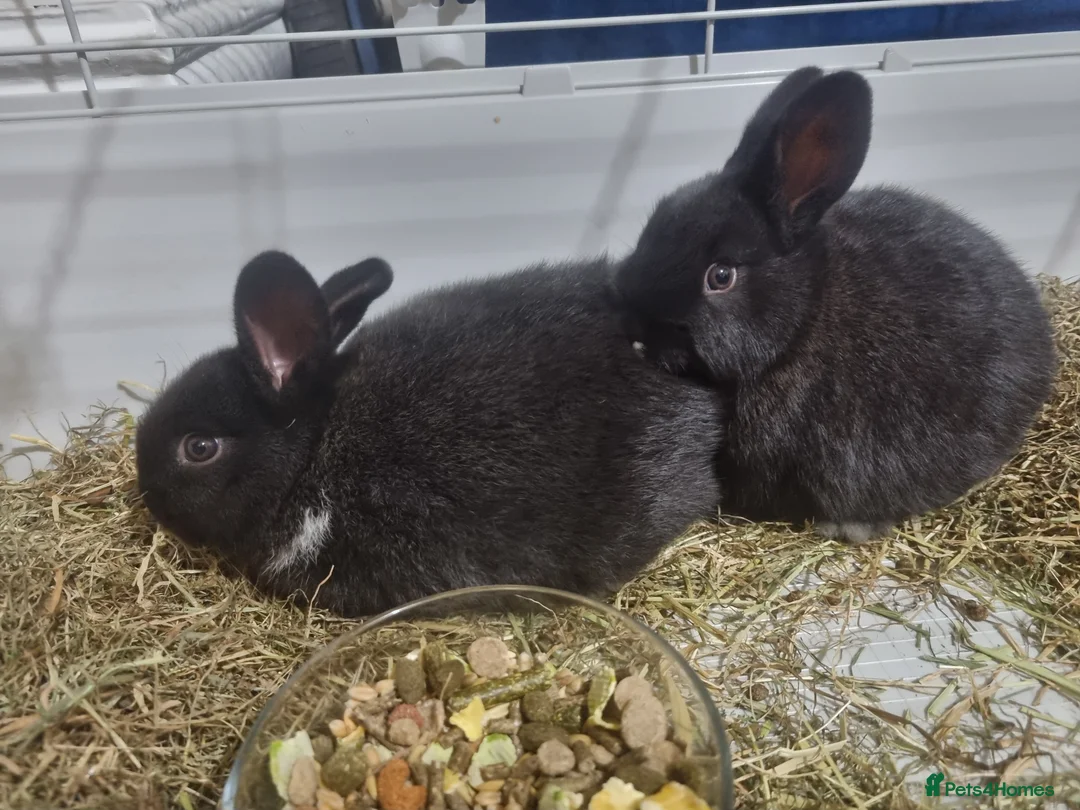 Mixed Breed rabbits for sale: 2 baby rabbits available  - Advert 2