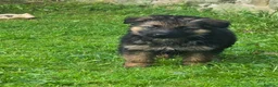 German Shepherd dogs for sale: Gorgeous German shepherd puppies - Advert 17