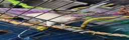 Rat rodents for sale: Pair of female rats in Whitehaven - Advert 2