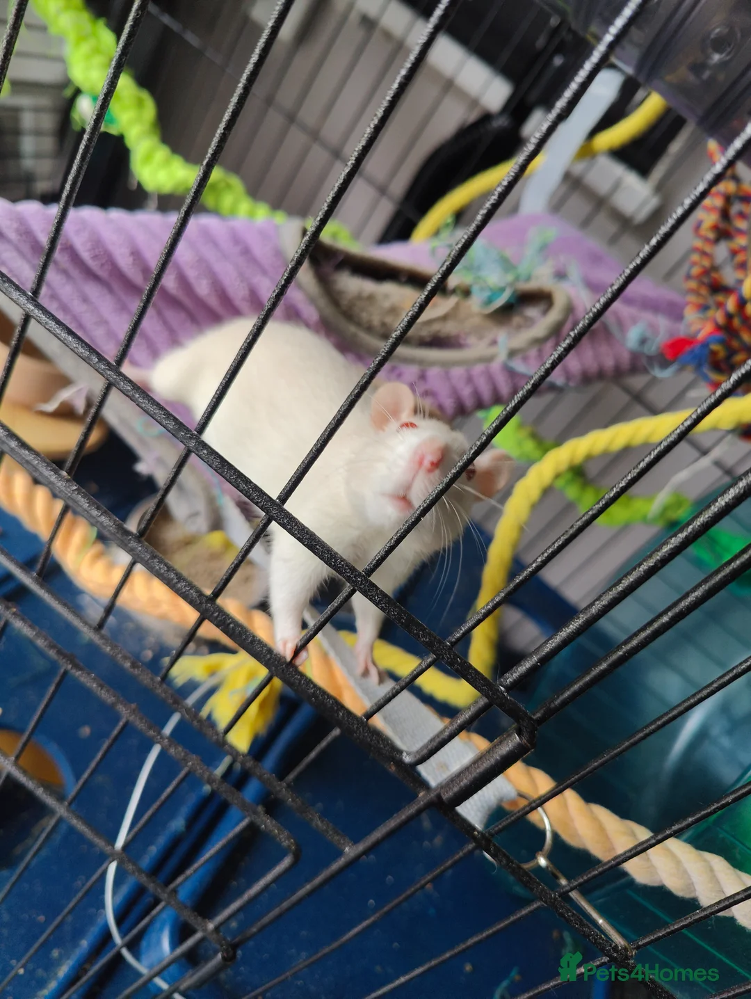 Rat rodents for sale: Pair of female rats in Whitehaven - Advert 2