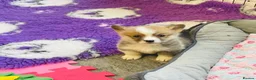 Welsh Corgi Pembroke dogs for sale: 🦊 Beautiful Corgi Puppies 🦊 - Advert 8