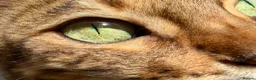 Bengal cats for sale: Bengal - Advert 8