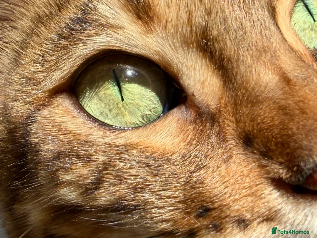 Bengal cats for sale: Bengal - Advert 8