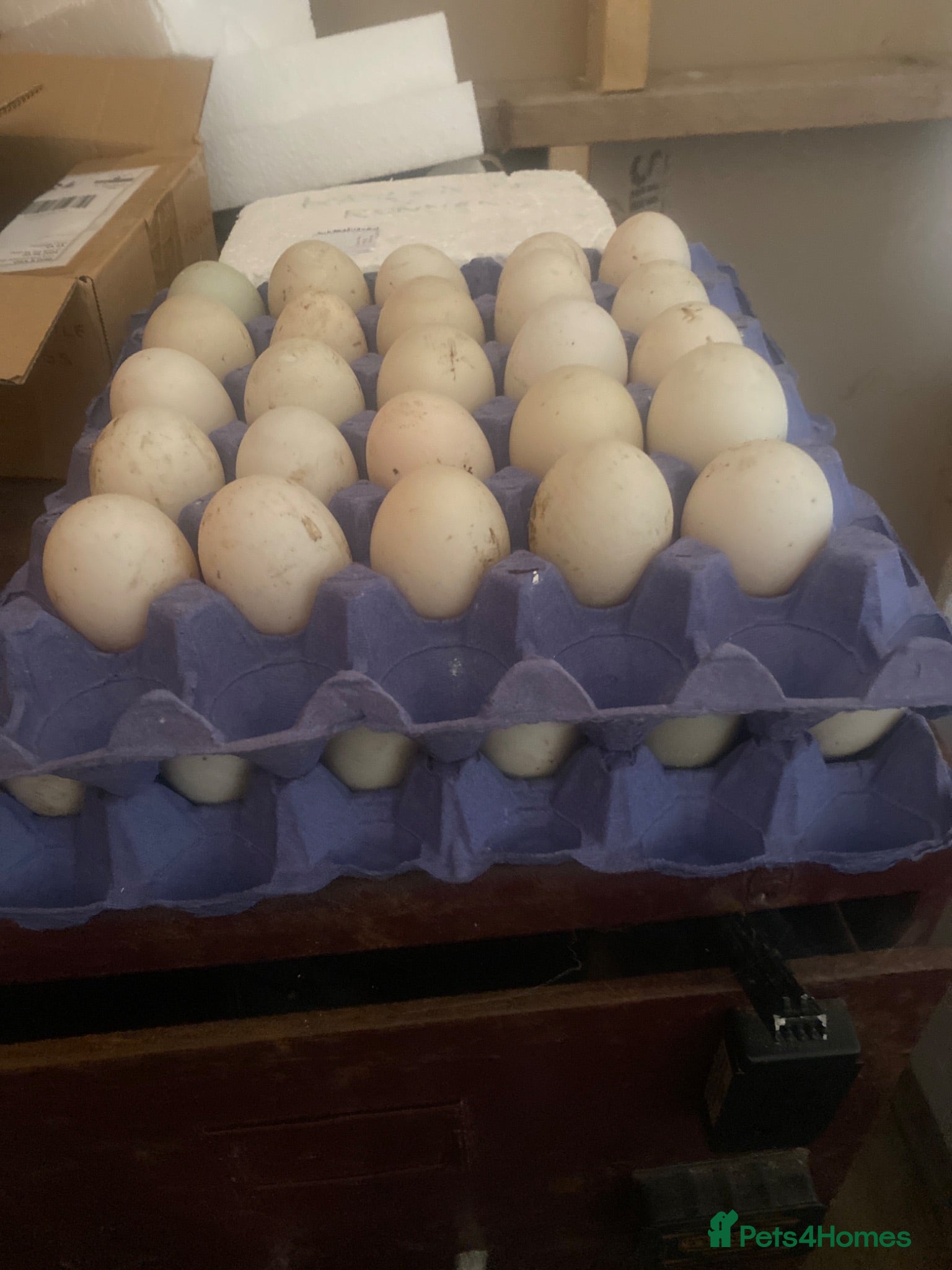 Ducks poultry Fertile duck eggs - Advert 1