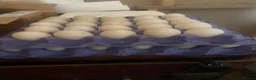 Ducks poultry for sale: Fertile duck eggs - Advert 1