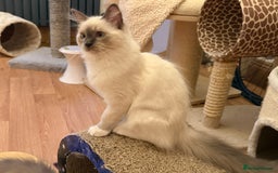 Ragdoll cats for sale: GCCF REGISTERED RAGDOLL KITTENS in Ashton-under-Lyne - Image 38