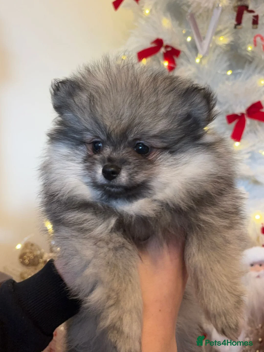 Pomeranian dogs for sale: Pomeranian Spitz. - Advert 4
