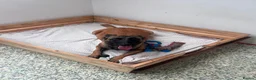 Belgian Shepherd Dog dogs for sale: Krowned_k9 Belgian malinois Puppies  - Advert 8