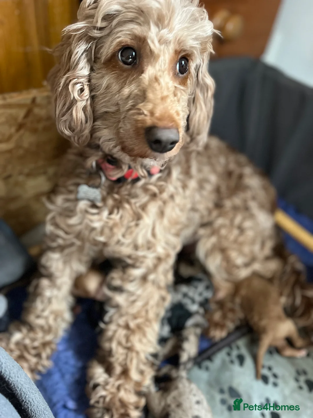 Cockapoo dogs for sale: Beautiful Merle cockapoo puppies  - Advert 1