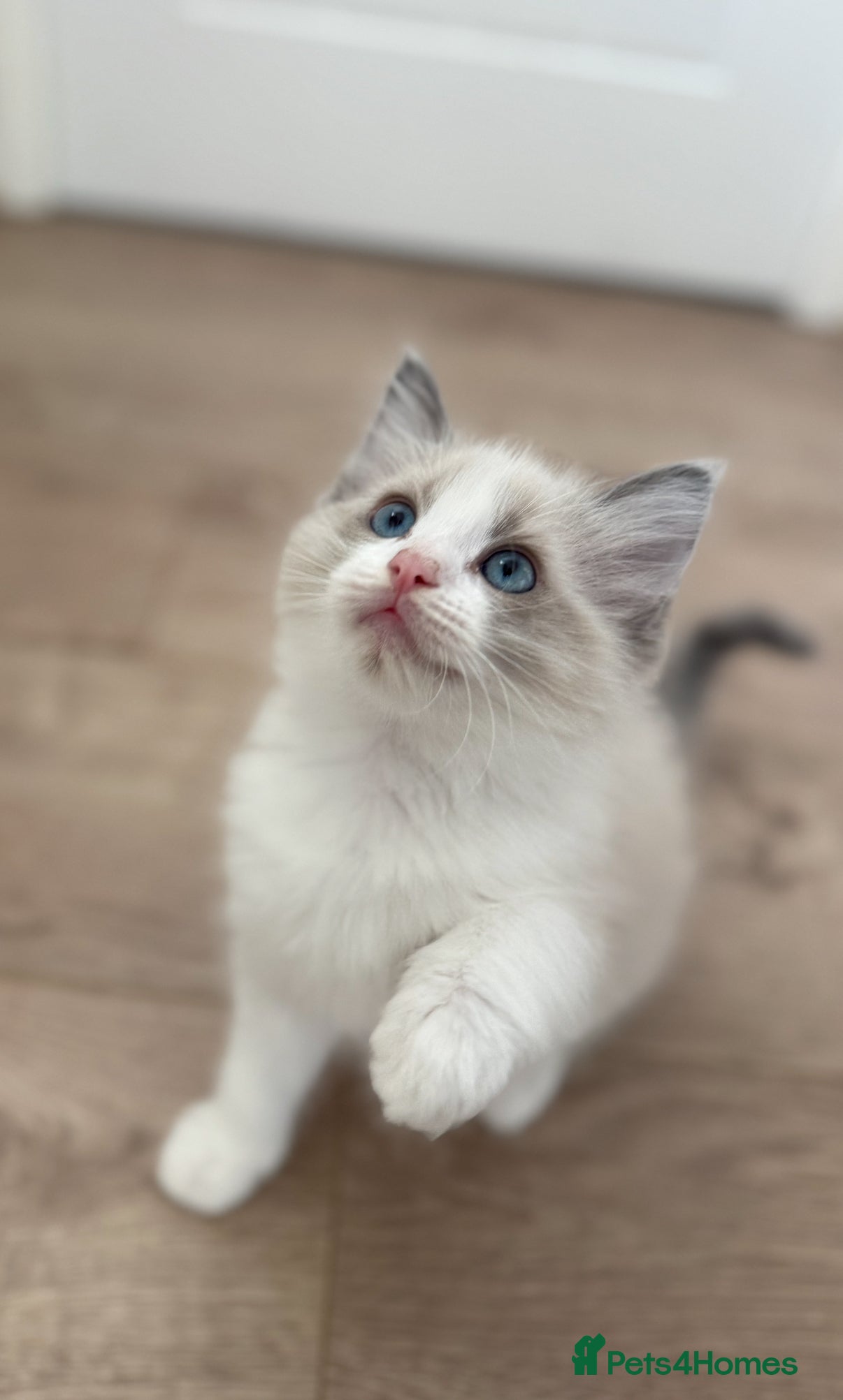 Ragdoll cats 4 male ragdolls ready soon ❤️ - Advert 17