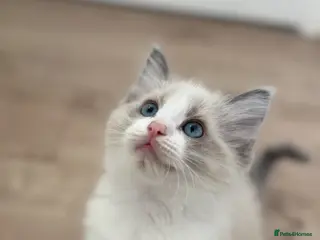 Ragdoll cats 4 male ragdolls ready soon ❤️ - Advert 17