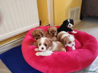 Cavalier King Charles Spaniel dogs Kc Beautiful puppies for sale. - Advert 1