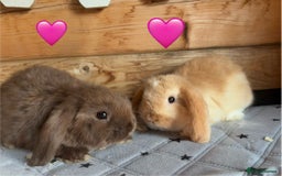 Mini Lop rabbits for sale: 4 beautiful mini lop babies  - Image 12