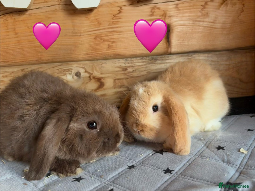 Mini Lop rabbits for sale: 4 beautiful mini lop babies  - Image 12