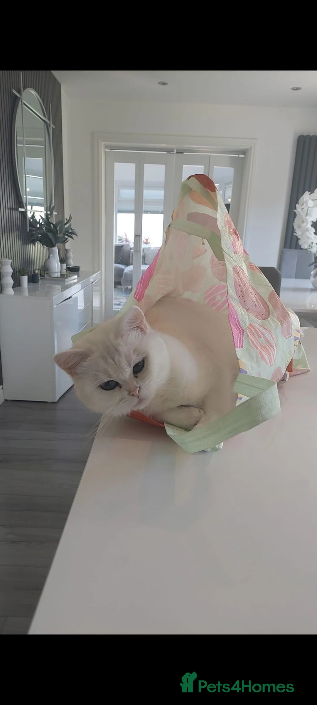 British Shorthair cats for sale: Silver British short hair female - Advert 3