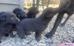 Labrador Retriever dogs for sale: Incredible repeat mating  - Image 10