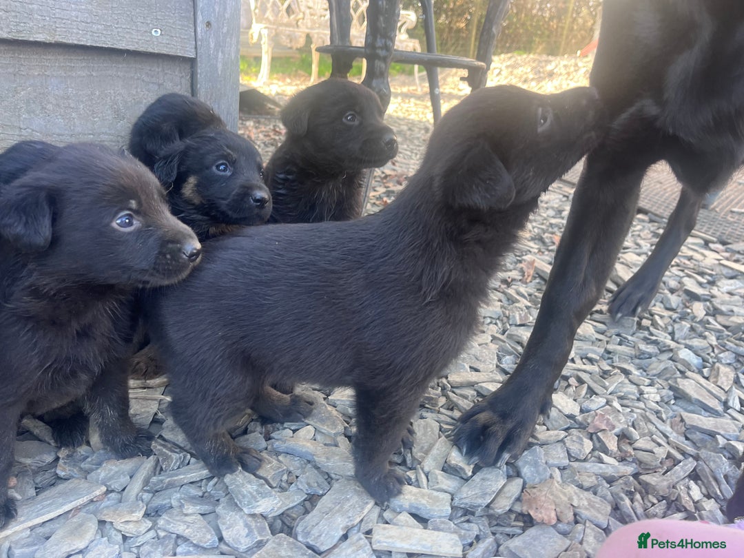 Labrador Retriever dogs for sale: Incredible repeat mating  - Image 10
