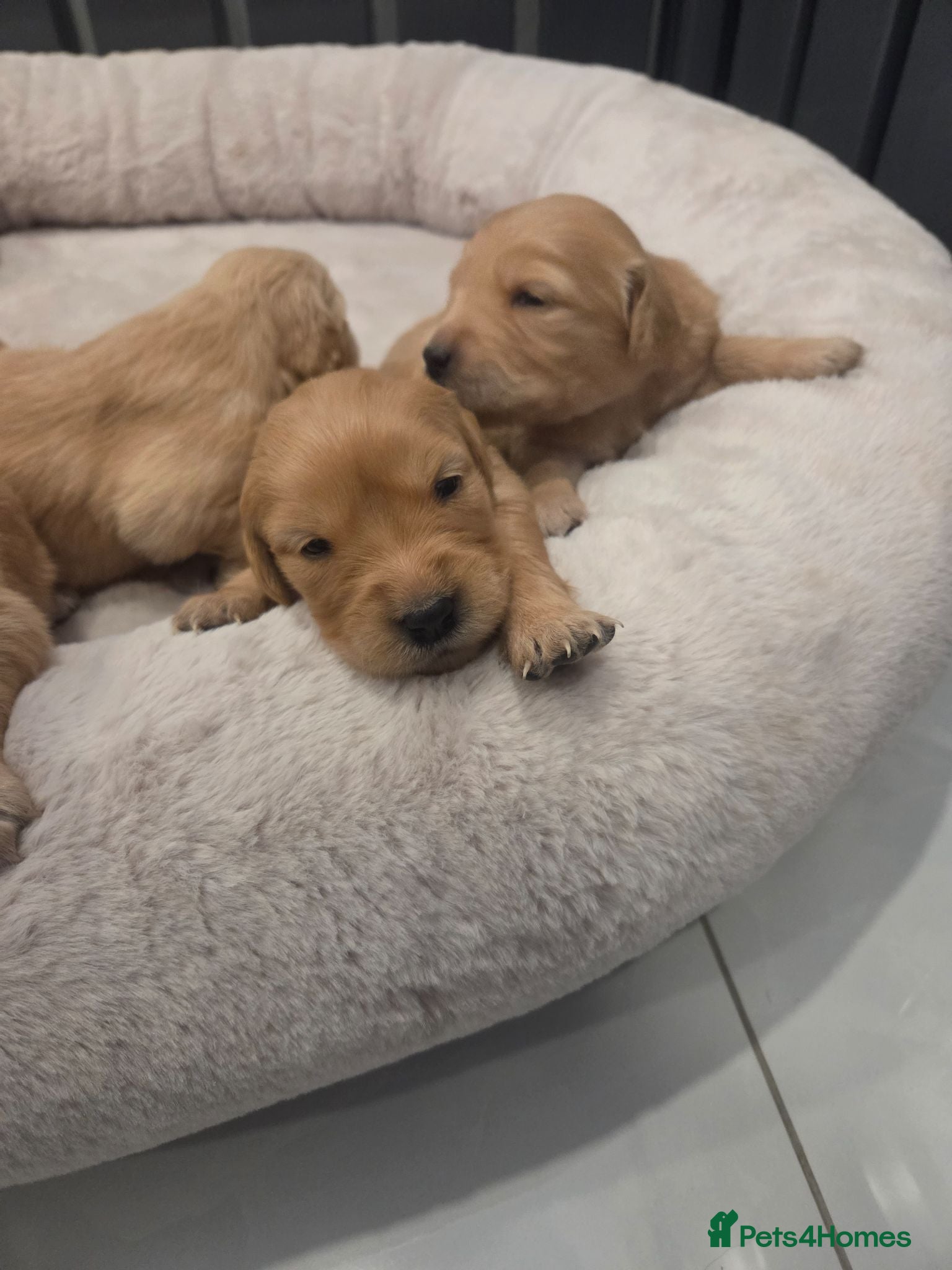 Golden Retriever dogs KC Reg Puppies, Fully Health-Tested Parents 🐾 - Advert 2