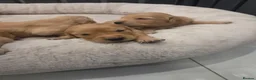Golden Retriever dogs for sale: KC Reg Puppies, Fully Health-Tested Parents 🐾 - Advert 3