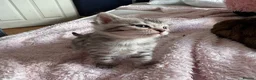 Bengal cats for sale: All bengals reserved - savannah babies available  - Advert 13