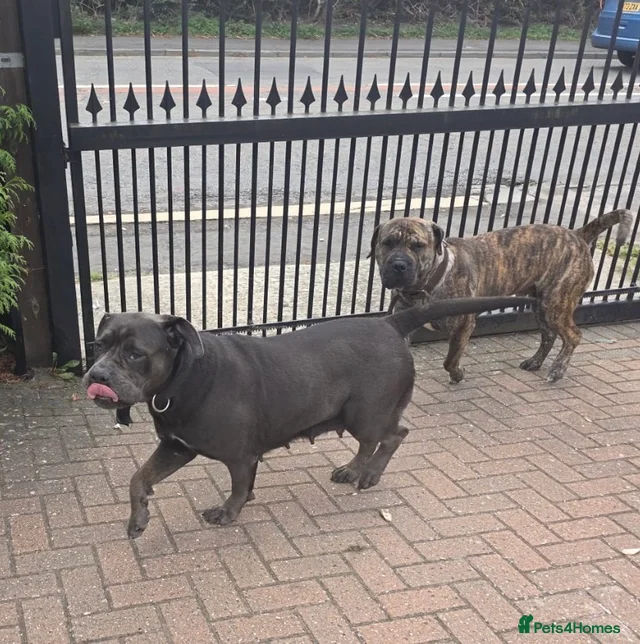 Cane corso for sale in Basildon | Pets4Homes