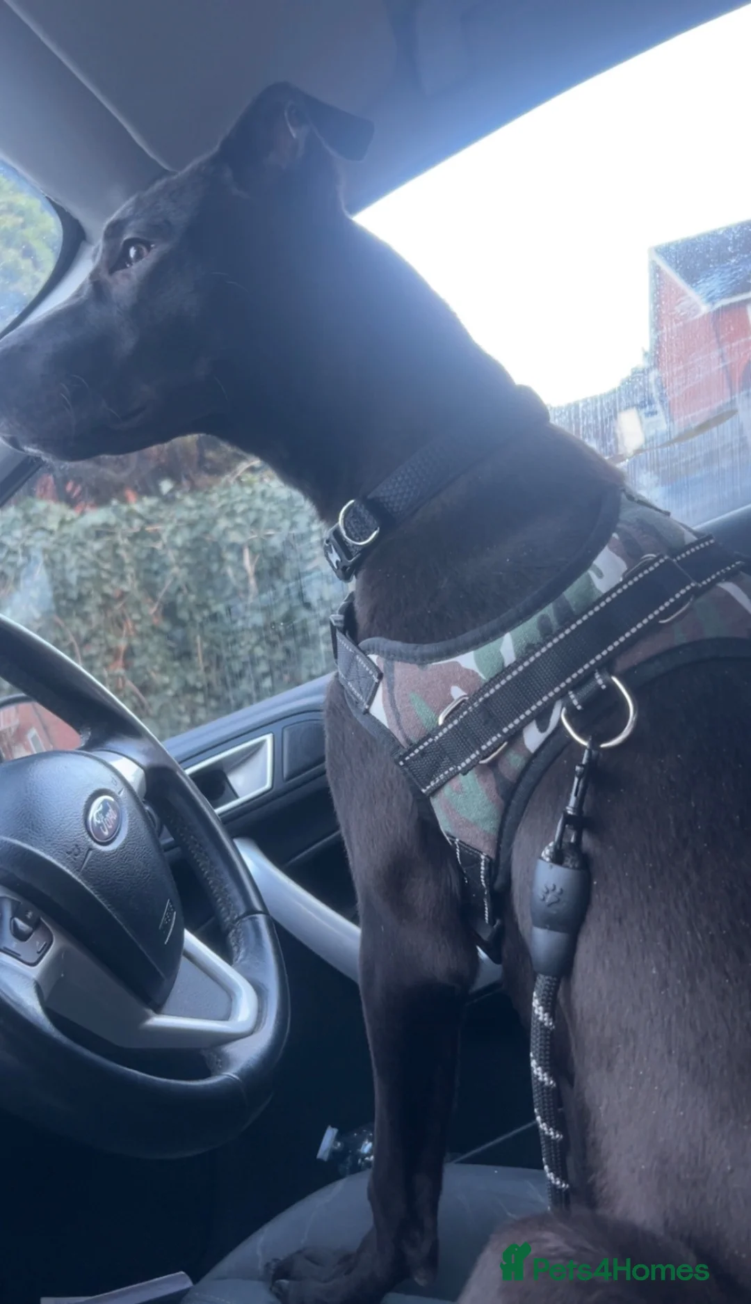 Lurcher dogs for sale: Bleu the lurcher (FREE) read description - Advert 4