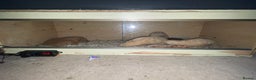 Corn Snake reptiles for sale: Corn snake for sale - Advert 6