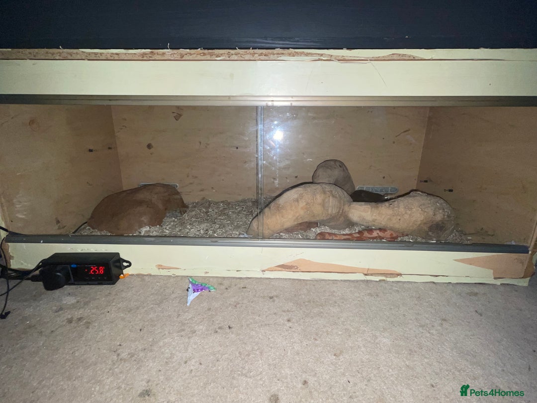 Corn Snake reptiles for sale: Corn snake for sale - Advert 6