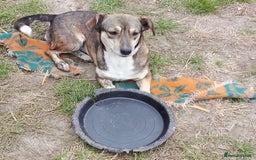 Mixed Breed dogs for adoption: GRETA - a Lovely young Girl, for a Loving Home - Image 5