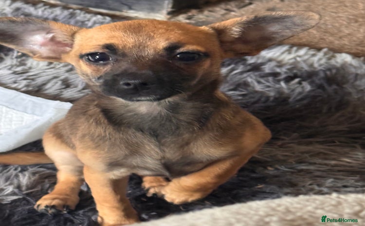 Mixed Breed dogs - Advert 2