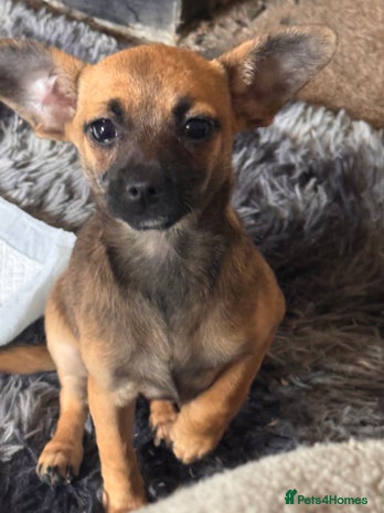 Mixed Breed dogs - Advert 2