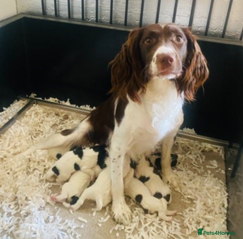 English Springer Spaniel dogs IR FTCH Sired springer spaniel puppies  - Advert 2