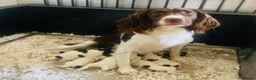 English Springer Spaniel dogs for sale: IR FTCH Sired springer spaniel puppies  in Swaffham - Advert 2