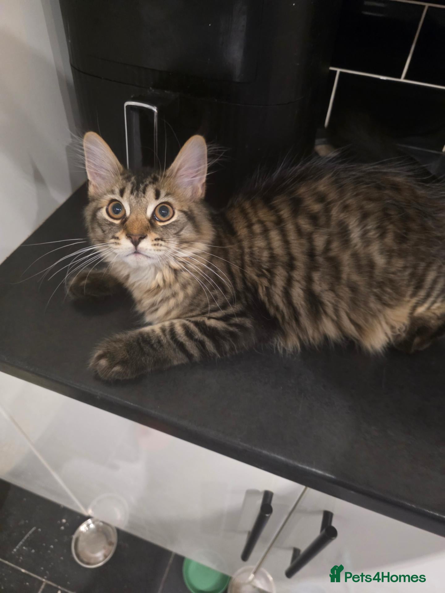 Maine Coon cats Ready now adorable maine coon Kittens 2 boys - Advert 1