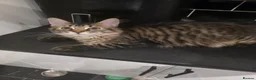 Maine Coon cats for sale: Ready now adorable maine coon Kittens 2 boys - Advert 3