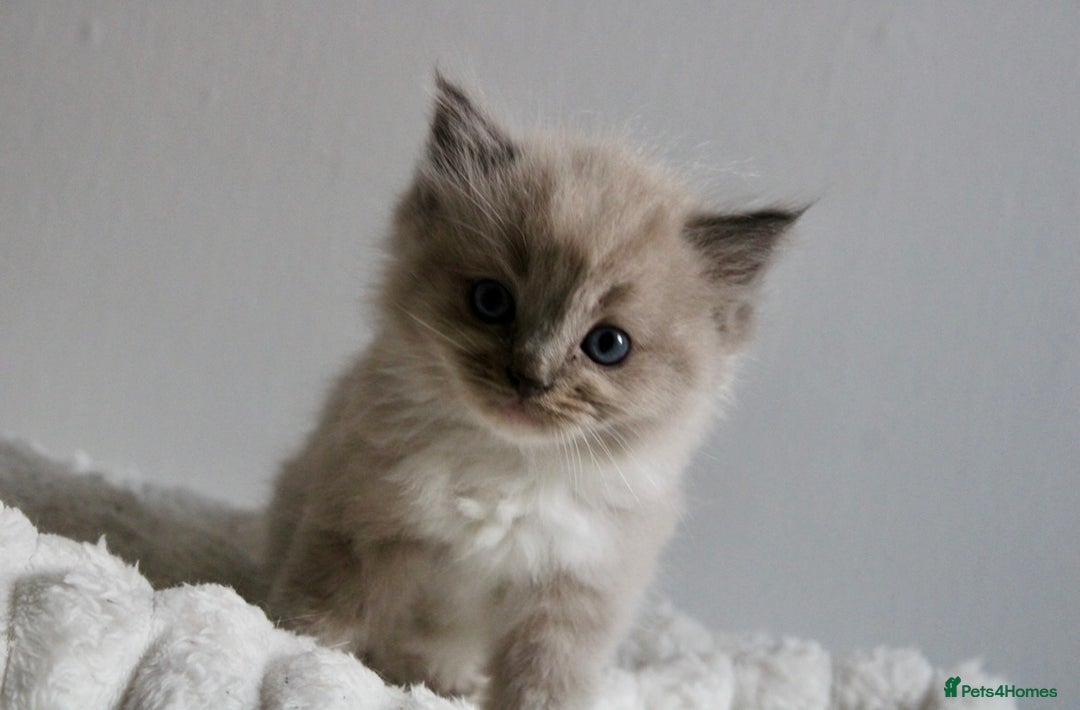 Ragdoll cats for sale:  3 BOY ULTRA FLUFFY MINK ragdoll kittens  - Image 19