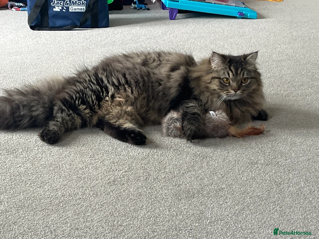 Turkish Angora cats for sale: Turkish Angora x Persian  - Advert 2