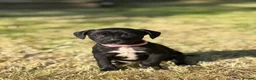 Mixed Breed dogs for sale: Staffy cross Spreagle - Advert 14