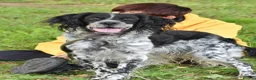 English Setter dogs for adoption: Moro  in Frinton-on-Sea - Advert 12