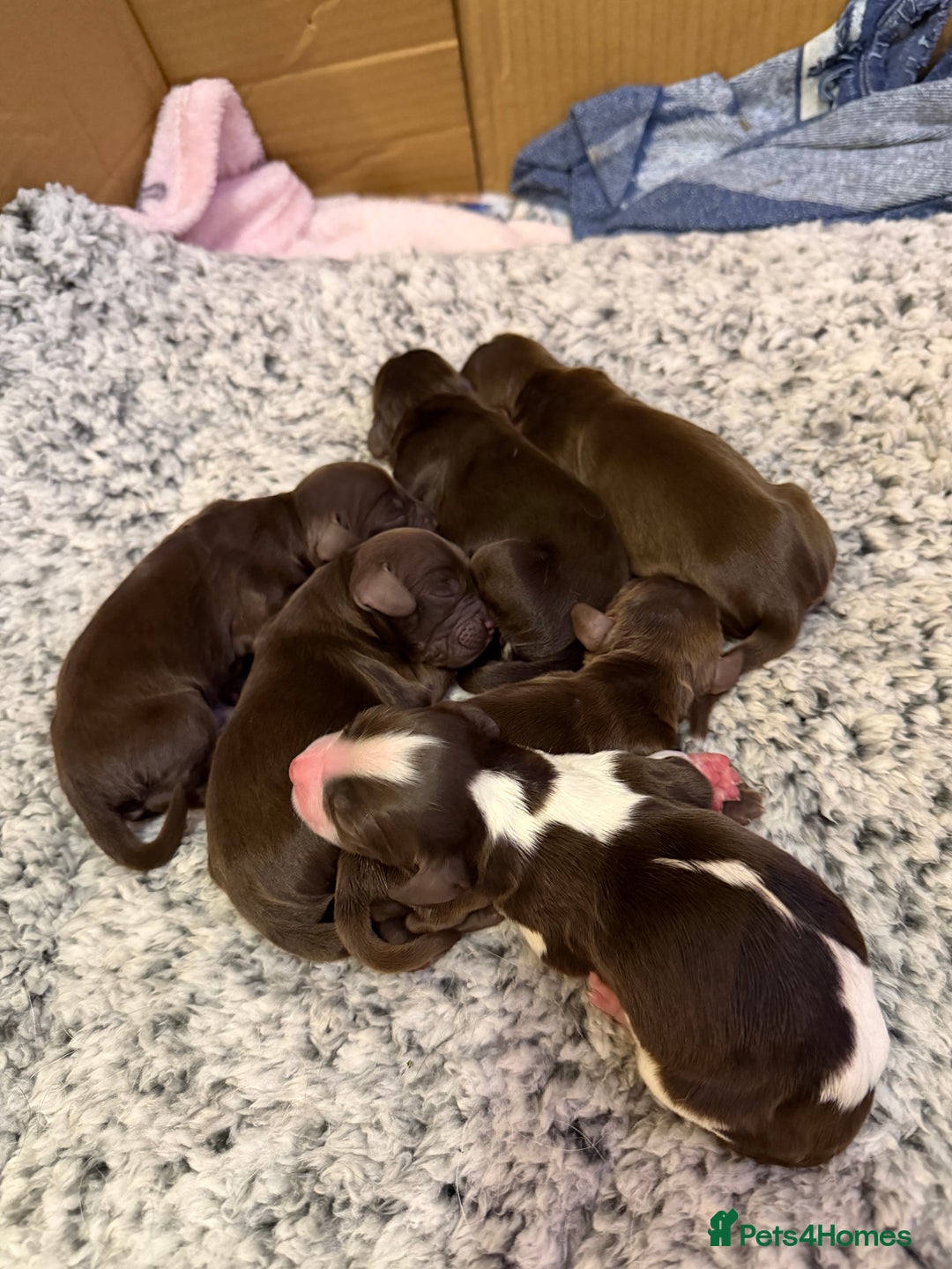 Cocker Spaniel dogs for sale: Working cocker spaniel puppies - Image 4