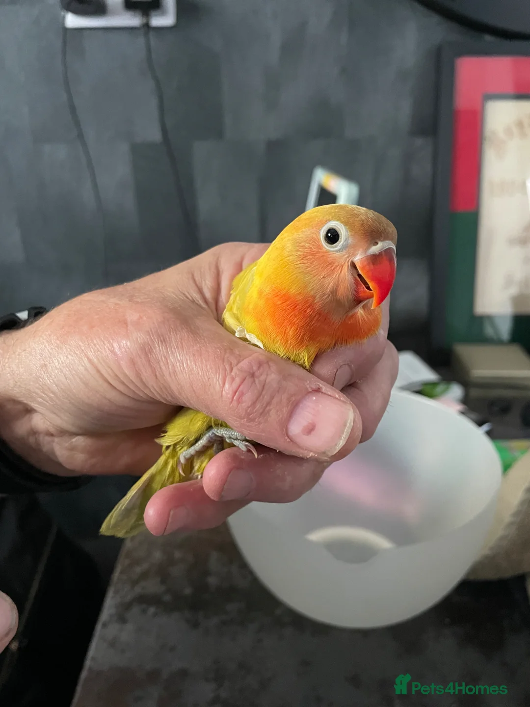 Lovebirds birds for sale: Lovebirds for Sale - Advert 2