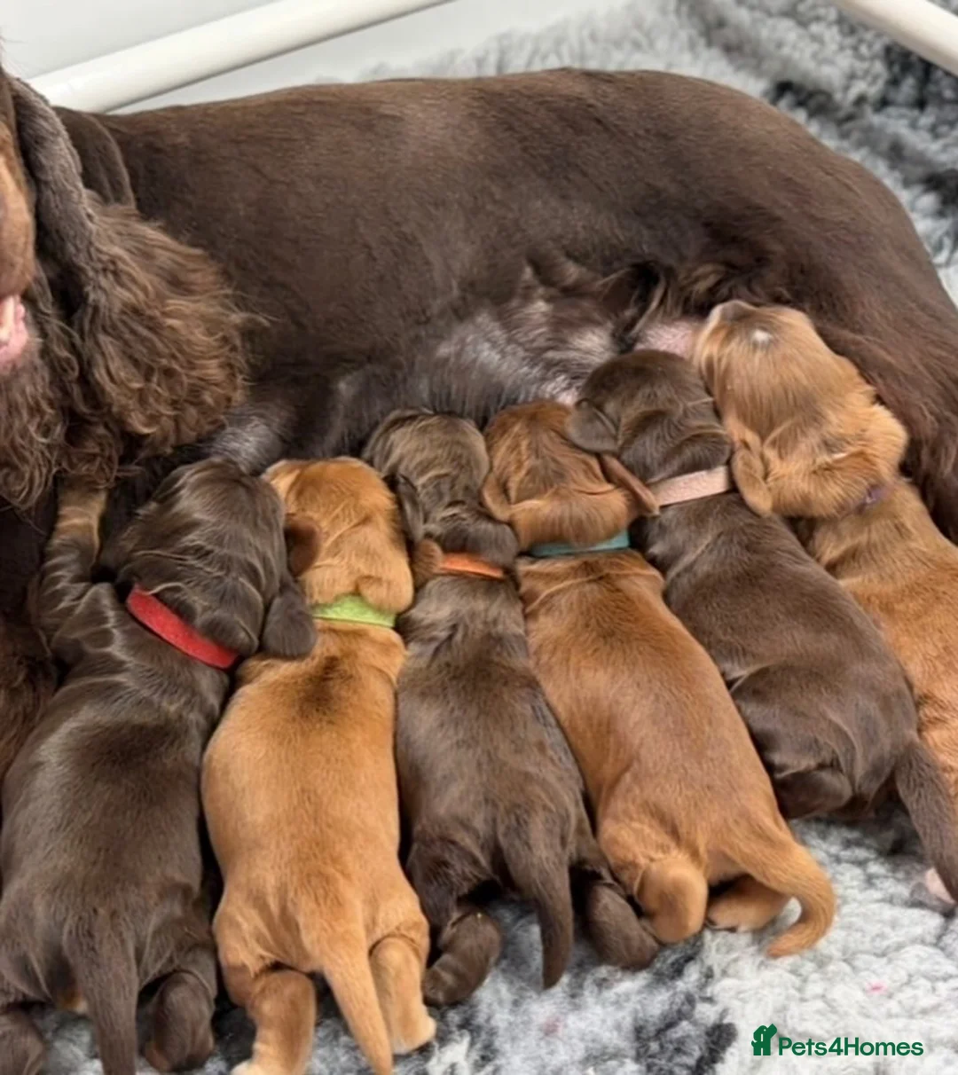 Cocker Spaniel dogs for sale: Gorgeous true to type Show Cocker Spaniels - Advert 12