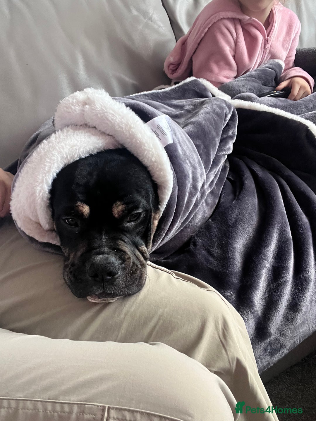 Mixed Breed dogs for sale: Bronson /olde Tyme bulldog/ staffy  - Advert 7